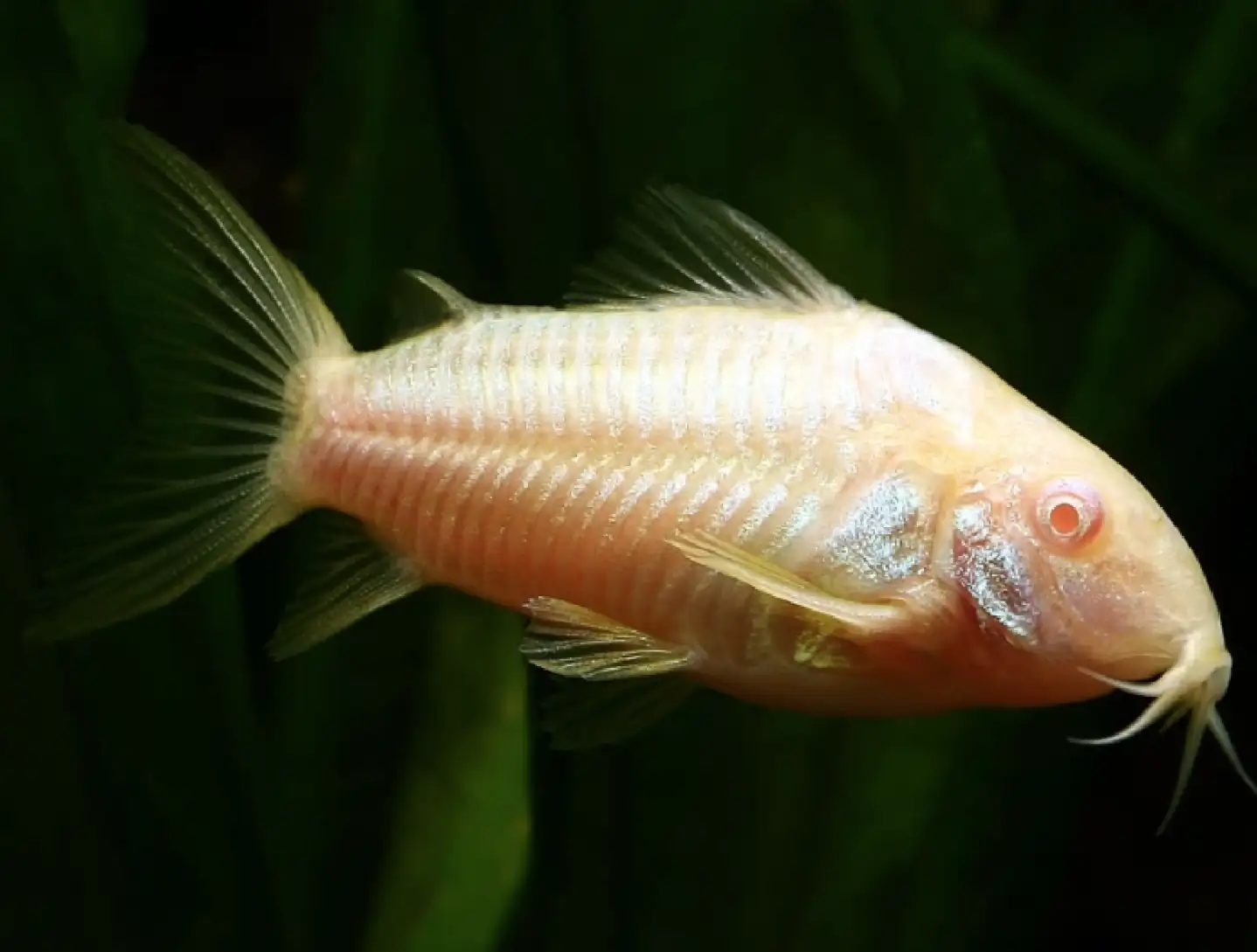 Albino Aeneus Cory Cat